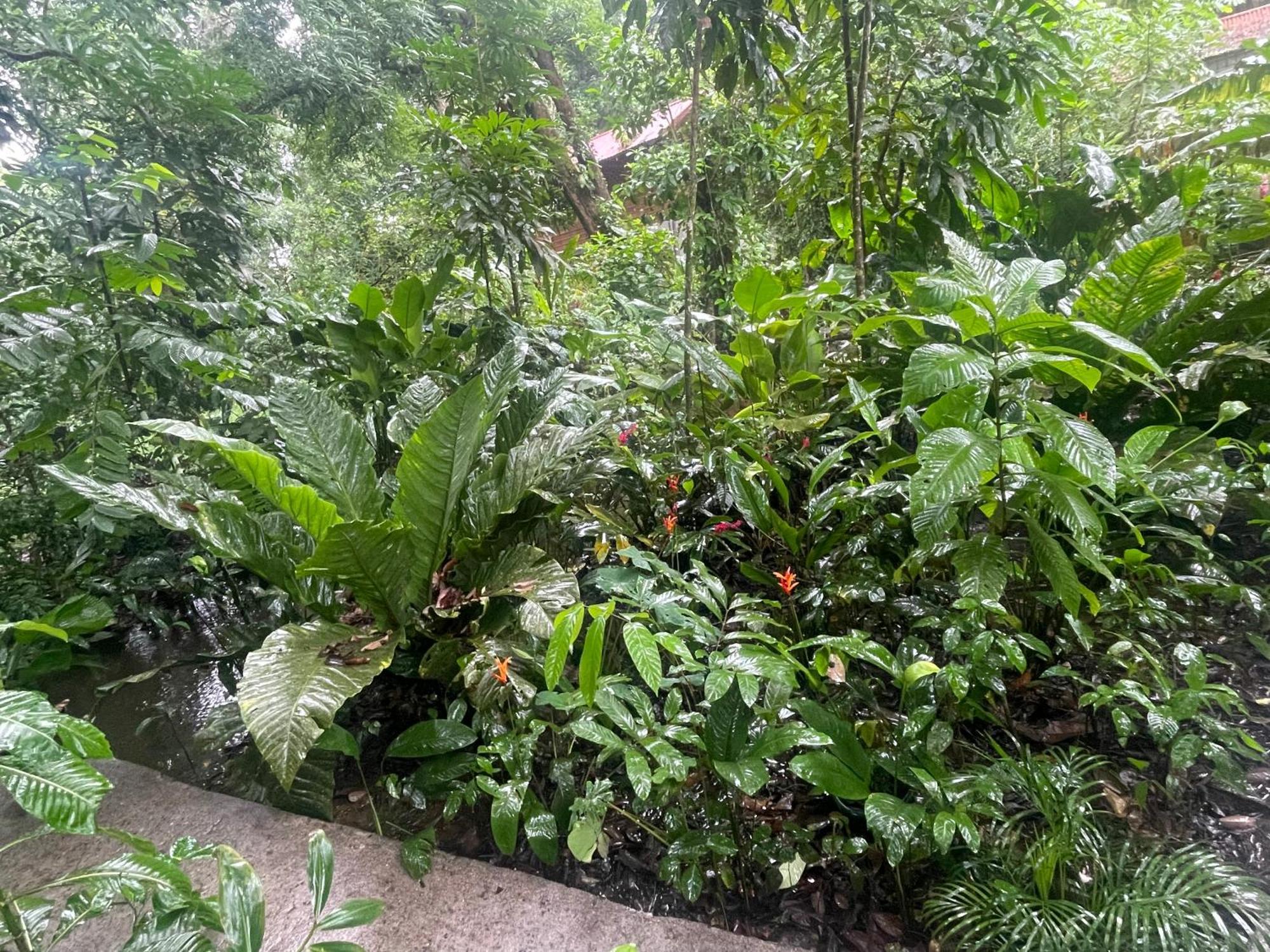 Casa Jaguar Tortuguero Exterior foto